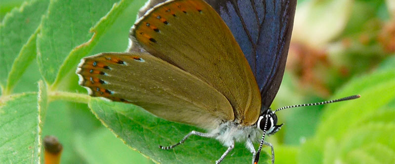 Mariposas diurnas